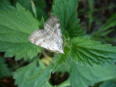 Sint-janskruidblokspanner, Aplocera efformataplagiata.JPG